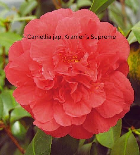 Camellia japonica rot, Kamelien mit roten Blüten 